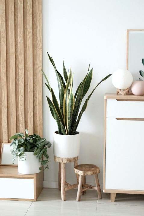 Sydney studio